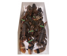 Live Lobster per kg