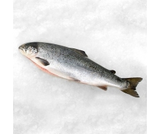 Whole Salmon per/kilo